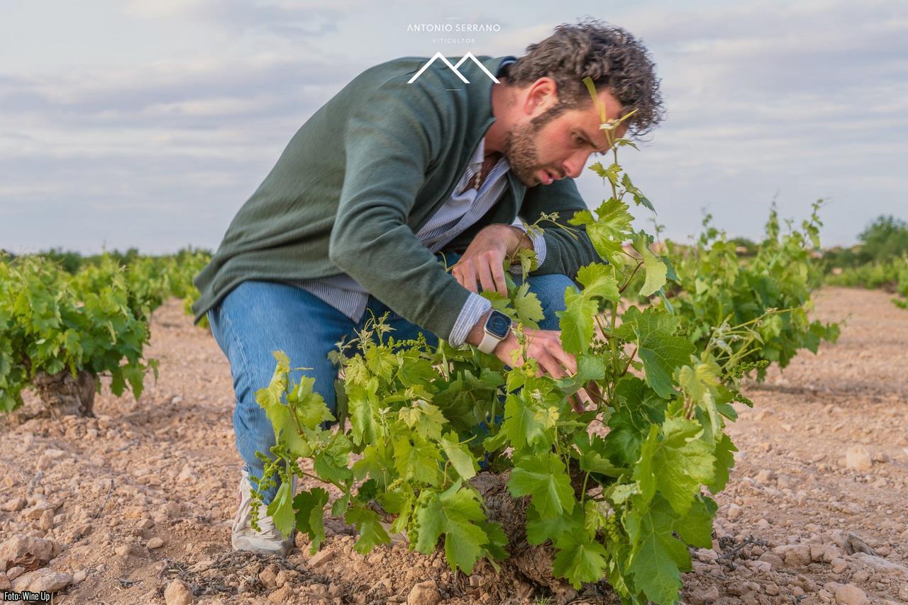 Viñedo viejo de la variedad Airén