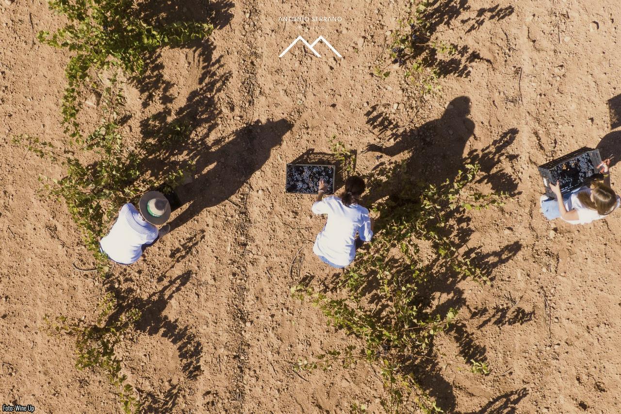 Vendimia de la viña vieja variedad Cencibel 